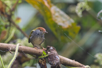 dark-necked tailorbird (Orthotomus atrogularis), a songbird species, observed at Dehing Patkai in Assam, India