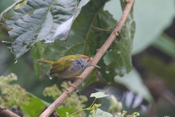 dark-necked tailorbird (Orthotomus atrogularis), a songbird species, observed at Dehing Patkai in Assam, India