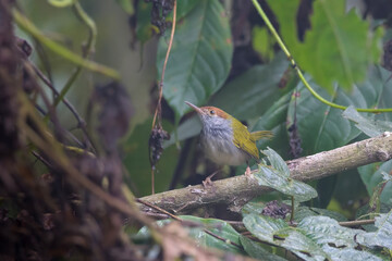 dark-necked tailorbird (Orthotomus atrogularis), a songbird species, observed at Dehing Patkai in...