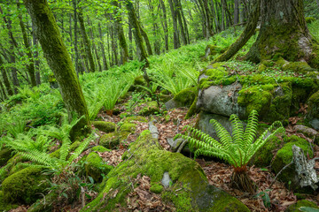 深い森の中のシダ植物