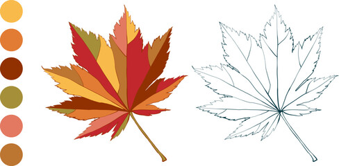 Set of hand-drawn fall colored maple autumn leaves isolated on white background. Flat and line styles vector illustration.
