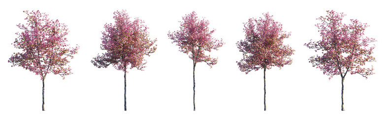 Cherry trees sakura blossoming trees isolated png on a transparent background premium cutout...