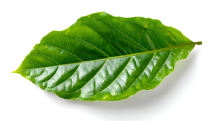 Obraz premium green cocoa leaf isolated on white background