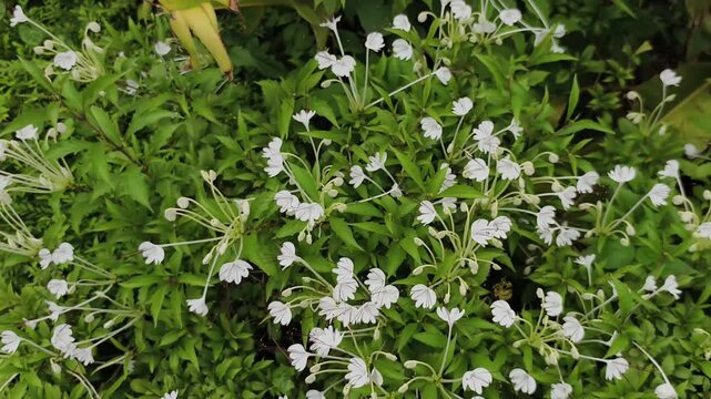 Slow motion 4k video. Footage Rotheca incisa flower beautiful natural scenery, lush green trees in the garden with camera pan left to right