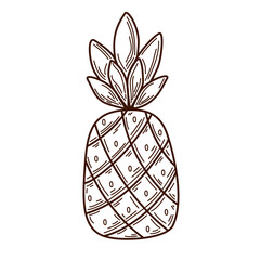 Pineapple fruit outline. Sketch drawing. Doodle style. Line art