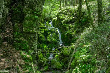 森の中の苔むした滝