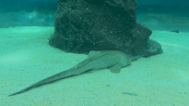 a Zebra Shark Stegostoma fasciatum resting on the sandy bottom of an aquarium. Its distinctive spotted pattern is visible.