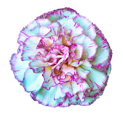 Flower carnation  on  isolated background with clipping path.  For design.  Closeup.   Transparent background.