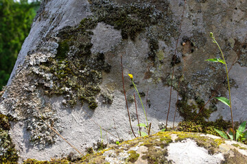 A large stone, covered with moss and lichens, demonstrates the resilience of nature breaking...