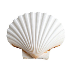 A white scallop seashell with a fan shape and radiating ridges, showing slight brown discoloration near the base.