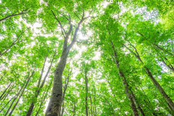 trees and sunlight  in the forest