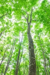 Fototapeta premium green tree in the forest