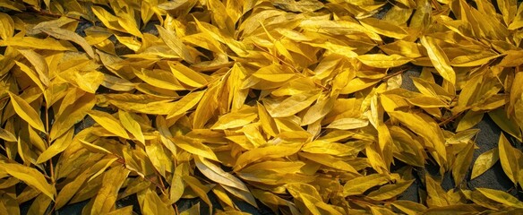 The Vibrant Yellow Leaves Blanketing the Ground in Autumn Serenity