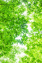 green leaves in the forest