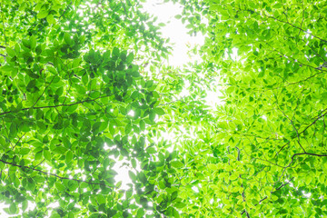 green leaves background