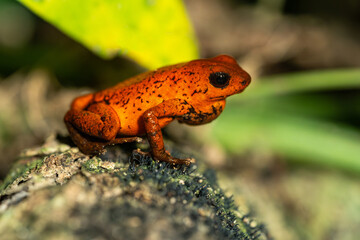 Blue Jeans frog (Oophaga pumilio) in the rainforest of Costa Rica