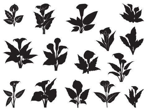ARUM LILY FLOWERS SILHOUETTE