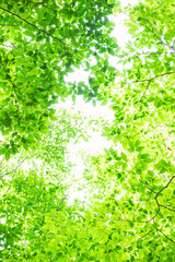 green leaves in the forest