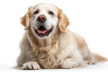 Fototapeta premium Golden retriever dog lying down portrait