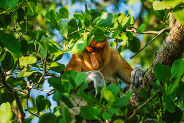 A male proboscis monkey or bekantan daydreaming on a mangrove tree in East Kalimantan..