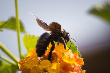 Xylocopa violacea polinizando