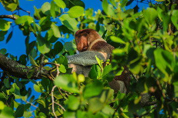Obraz premium Majestic Proboscis Monkey or Bekantan Peeking Through Borneo's Green Canopy