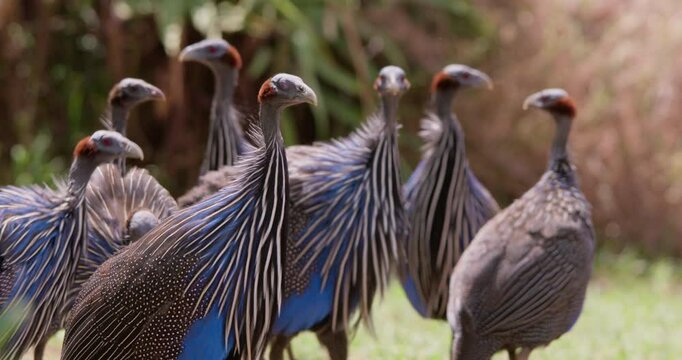 Close-up of Vulturine Guinea Fowls (Acryllium vulturinum) bodies walking and foraging at the grasslands in Kenya