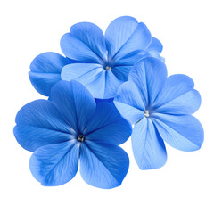 Close-up of four vibrant blue petals with delicate veins on a white background, showcasing natural texture and color contrast in a simple floral composition