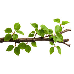 Obraz premium A horizontal tree branch with fresh green leaves against a white background, showcasing natural growth and vibrant foliage