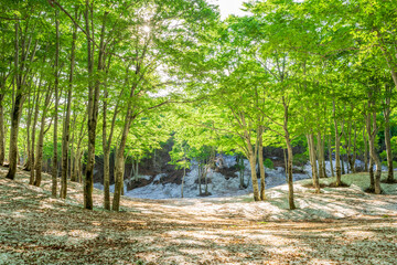 green trees and snow in the forest