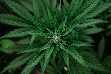 Closeup of cannabis leaves and bud on early flowering stage. Top view. Concept of growing medical cannabis, marijuana, weed, pot, hemp. Horizontal background