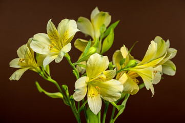 Gentle Yellow Alstroemeria Flowers on a Warm Brown Background