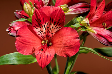 Bold Red Alstroemeria Flowers on a Matching Red Background
