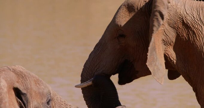 Extreme close-up tilt of a pair African Bush Elephant ( Loxodonta africana) heads standing in the savannah grassland at midday in Kenya