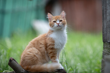 Beautiful village cat in a summer village.