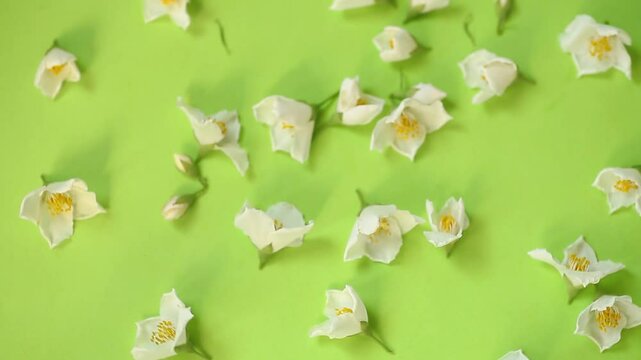 Arrangement of jasmine flowers with green background top view