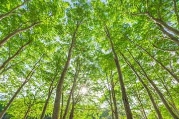 trees and sunlight  in the forest
