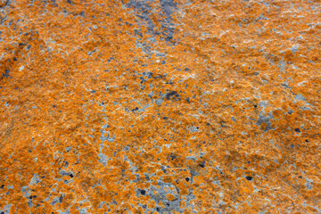 Orange lichen growing on a granite rock boulder at the coast. Natural world background abstract concept.