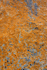 Orange lichen growing on a granite rock boulder at the coast. Natural world background abstract concept.