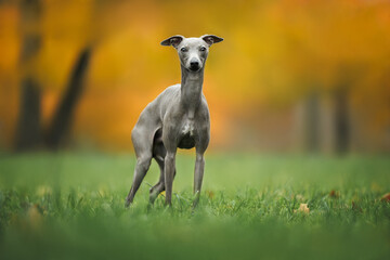 grey italian greyhound dog posing on grass in autumn