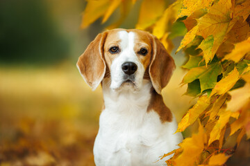 cute beafle dog portrait in autumn