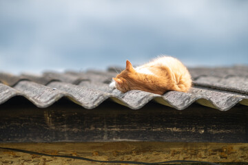 Beautiful village cat in a summer village.