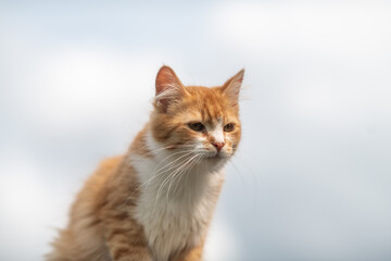 Beautiful village cat in a summer village.