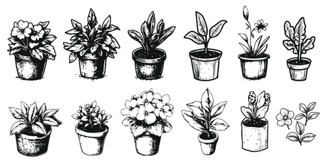 Collection of potted plants and flowers