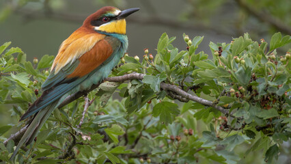 Bienenfresser beobachtet die Umgebung