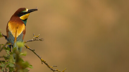 Bienenfresser am Morgen