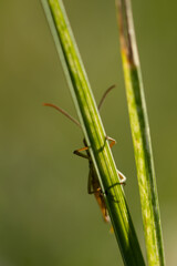 A grasshopper (Gomphocerinae) sitting behind a blade of grass