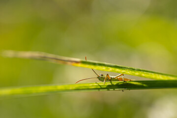 A grasshopper (Gomphocerinae) sitting on a blade of grass