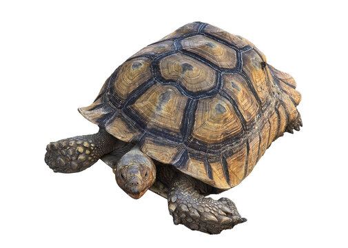 High-resolution image of a sulcata tortoise with detailed brown shell and rough limbs, perfectly isolated on a white background for design use.