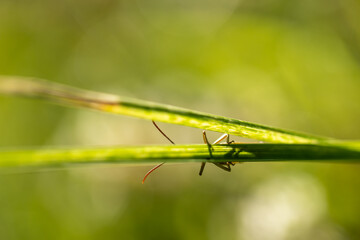 A grasshopper (Gomphocerinae) sitting behind a blade of grass